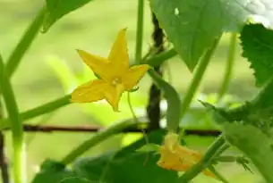资源利用与植物保护，考公领域中的关键议题，资源利用与植物保护考公务员属于哪个大类