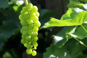 深入理解高中生物核心概念，轻松应对合格性考试，高中合格性考试生物知识点归纳