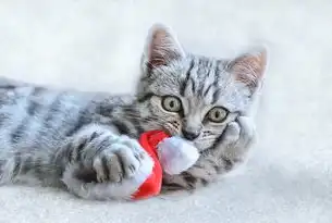 揭秘SEO优化，从入门到精通，老猫玩游戏哈