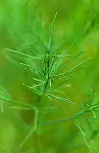 云端执法新范式—解析公安部门对阿里云服务器的专项技术审计及行业启示，公安调取阿里云服务器数据