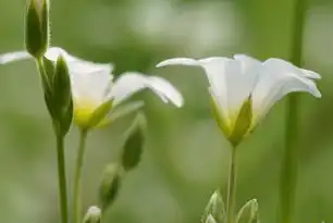 自然关键词，解锁自然之美与智慧，自然的关键词