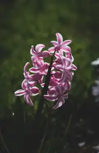 卖花网站源码，打造个性化花卉购物体验，卖花网站源码下载
