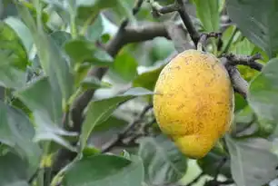水果类型网站源码解析与开发指南，关于水果网站代码