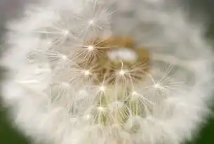蒲公英云计算，开启数字时代的无限可能，蒲公英智能云项目
