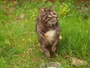 老猫SEO，揭秘搜索引擎优化背后的秘密，老猫猴子