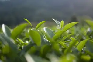 茶香四溢，探索茶叶世界的无限魅力，茶叶的网站有那些