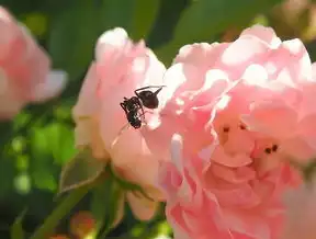 揭秘鲜花网站源码，打造完美花卉购物体验，鲜花网页设计及源码