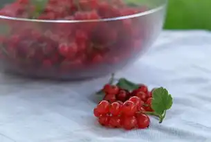 探索水果世界，揭秘水果网站源码背后的奥秘，制作一个关于水果的网页