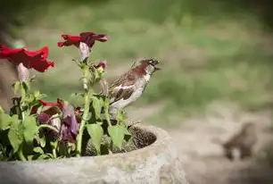 容器苗与地栽苗，两种种植方式的对比与选择，容器苗与地栽苗的区别是什么