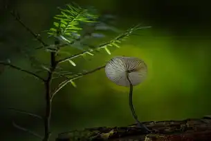 自然关键词，探索自然界的奥秘与和谐，自然关键词是什么意思啊