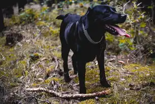 宠物自动伸缩牵引绳，科技与宠爱的完美结合，宠物自动伸缩牵引绳工厂