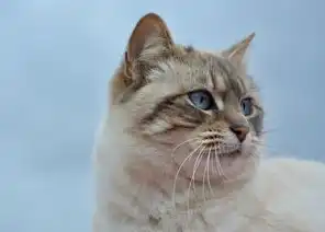 猫咖，融合休闲与社交的新型娱乐业态，猫咖属于什么行业
