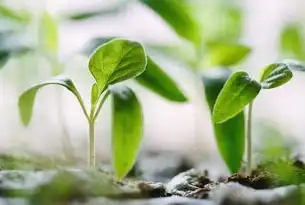 ASP绿色简洁通用型企业网站源码，asp开源网站源码