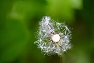 蒲公英云计算，开启数据时代的无限可能，蒲公英云管理平台