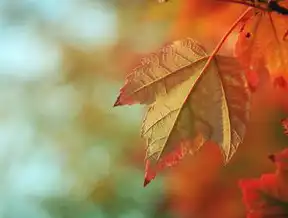 自然关键词，探索自然界的奥秘，自然的关键词