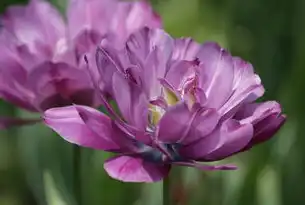 生鲜电商源码架构解析，基于鲜花配送系统的全栈开发实践，鲜花购物网站源码是什么