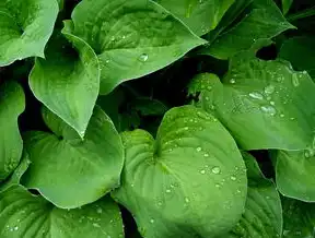 绿萝，自然生机与生活美学的完美融合—从植物特性到家居美学的多维解读，绿萝的关键词怎么写