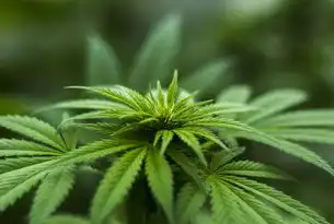 ASP绿色简洁通用型企业网站源码，高效开发与可持续运营的数字化解决方案，asp网站源码免费版