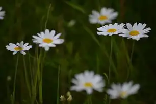 智能鲜花电商系统源码深度解析，从架构设计到行业趋势的全流程技术指南，鲜花购物网站源码是什么