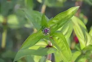 绿韵茶香·数字传承—基于PHPWeb架构的茶叶品牌全案网站源码深度解析，茶叶网站模板