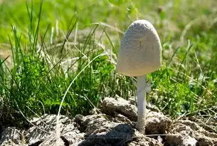 畜禽粪污资源化利用，循环经济视角下的生态价值转化路径探索