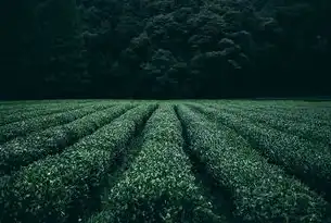 茶叶的网站，探索千年茶文化，解锁健康与品味的新世界，茶叶的网站概术