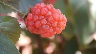 水果电商网站源码深度解析，从技术架构到实战开发的全流程指南，水果网html代码