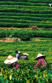 茶叶全攻略，从文化溯源到科学品鉴的深度指南，茶叶的网站有那些
