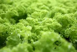 绿色食品网站源码全解析，技术架构、功能模块与实战优化指南，绿色食品网站源码怎么弄