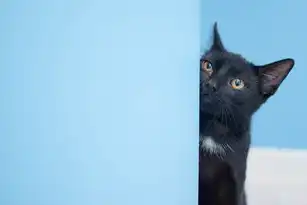 黑猫与白猫SEO，道德与效率的博弈与共生，黑猫白猫啥意思