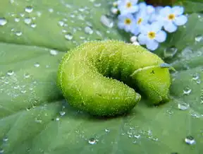生态价值转化与绿色经济崛起，植物保护产业的多维就业生态构建，资源利用与植物保护就业方向