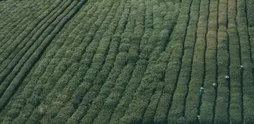 绿色农业网站源码开发全解析，技术架构与可持续发展实践指南，绿色农业网站源码有哪些