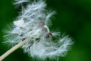 蒲公英云端，当自然智慧邂逅数字生态的分布式革命，蒲公英云端商城官网入口